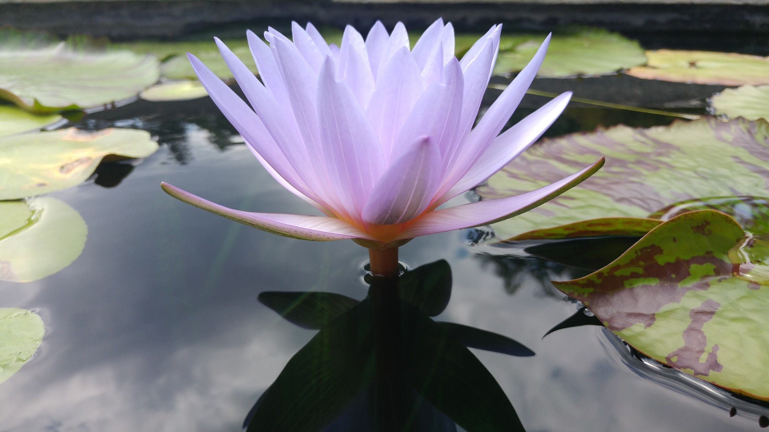 lotus